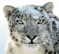 Kuidas minna üle Snow Leopardile ja mida peaksite teadma [Mac] lumepopardist