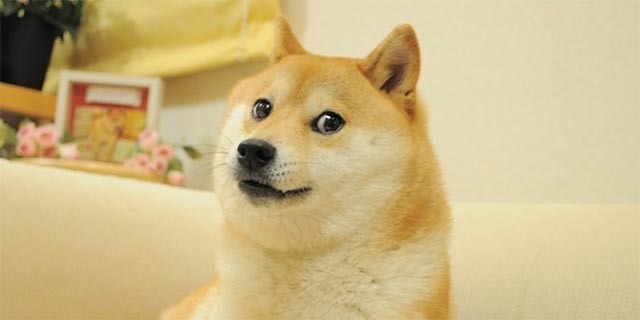 dogecoin-mis-on-doge