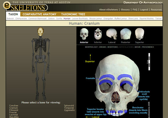 inimese interaktiivne anatoomia