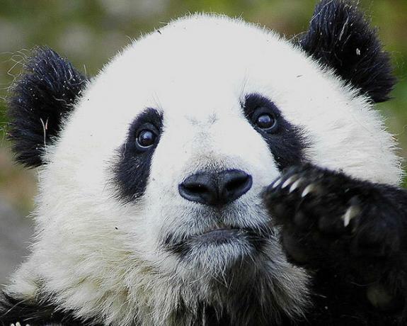 Aidake lõpetada Google'i otsingumootor: kasutage panda midagi muud