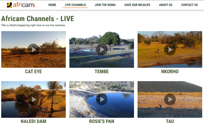 Africam edastab kaheksat reaalajas veebikaamerat Lõuna-Aafrika erinevatest loodusesafääridest